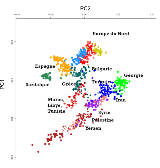 Diagramme de corrélations entre deux facteurs principaux (PC1 et PC2) et 800 individus de populations de références, actuelles et échantillonnées en Eurasie (5)